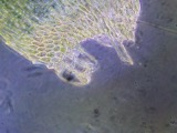 A photograph of the species Herzogiella striatella, not of this specimen