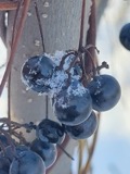A photograph of the species Vitis riparia, not of this specimen