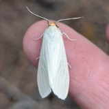 A photograph of the species Cycnia oregonensis, not of this specimen