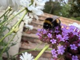 A photograph of the species Bombus Latreille, not of this specimen
