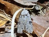A photograph of the species Lithophane querquera, not of this specimen