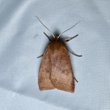 A photograph of the species Epiglaea decliva, not of this specimen