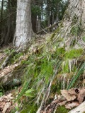 A photograph of the species Schizachne purpurascens, not of this specimen