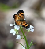 A photograph of the species Chlosyne nycteis, not of this specimen
