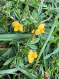 A photograph of the species Stylosanthes Sw., not of this specimen