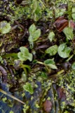 A photograph of the species Caltha palustris, not of this specimen