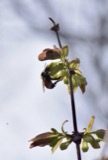 A photograph of the species Bombus ternarius, not of this specimen