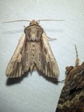 A photograph of the species Morrisonia evicta, not of this specimen