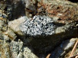 A photograph of the species Buellia spuria, not of this specimen