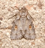 A photograph of the species Acronicta albarufa, not of this specimen