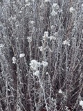 A photograph of the species Anaphalis margaritacea, not of this specimen