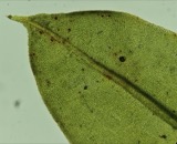 A photograph of the species Encalypta ciliata, not of this specimen