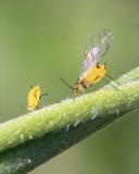 A photograph of the species Aphis Linnaeus, not of this specimen