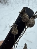 A photograph of the species Centaurea maculosa, not of this specimen