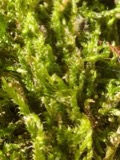 A photograph of the species Hypnum cupressiforme, not of this specimen