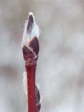 A photograph of the species Amelanchier alnifolia, not of this specimen