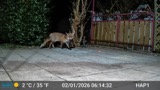 A photograph of the species Vulpes vulpes, not of this specimen