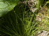 A photograph of the species Carex interior, not of this specimen