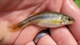 A photograph of the species Margariscus margarita, not of this specimen