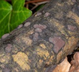 A photograph of the species Hypoxylon rubiginosum, not of this specimen
