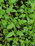 A photograph of the species Bidens tripartita, not of this specimen