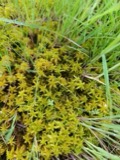 A photograph of the species Sphagnum subsecundum, not of this specimen