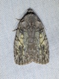 A photograph of the species Balsa labecula, not of this specimen