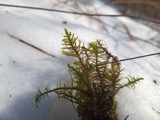 A photograph of the species Abietinella abietina, not of this specimen