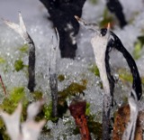 A photograph of the species Xylaria Hill, not of this specimen