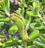 A photograph of the species Acronicta tritona, not of this specimen