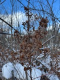 A photograph of the species Spiraea alba, not of this specimen