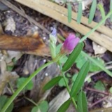 A photograph of the species Vicia sativa, not of this specimen