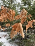 A photograph of the species Quercus rubra, not of this specimen