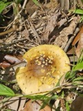 A photograph of the species Amanita Pers., not of this specimen
