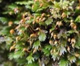 A photograph of the species Fissidens dubius, not of this specimen