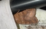 A photograph of the species Lithophane semiusta, not of this specimen