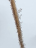 A photograph of the species Anemone virginiana, not of this specimen