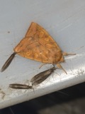 A photograph of the species Enargia decolor, not of this specimen