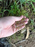 A photograph of the species Spergula arvensis, not of this specimen