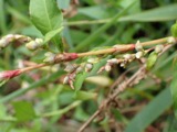 A photograph of the species Sphacelotheca hydropiperis, not of this specimen