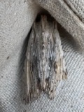 A photograph of the species Lithophane amanda, not of this specimen