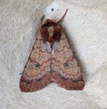 A photograph of the species Sideridis rosea, not of this specimen