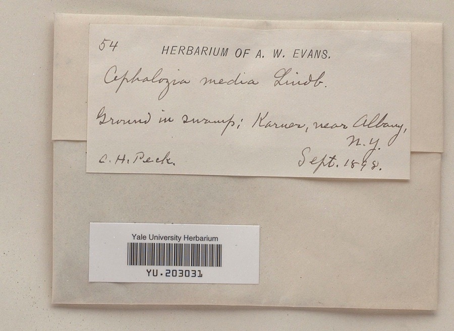 Specimen of Cephalozia media Lindb.