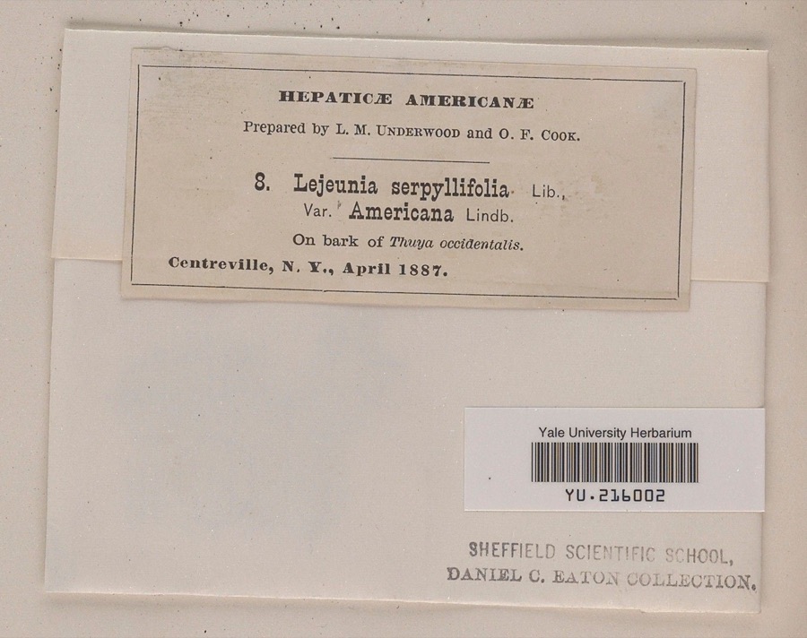 Specimen of Lejeunea cavifolia (Ehrh.) Lindb.