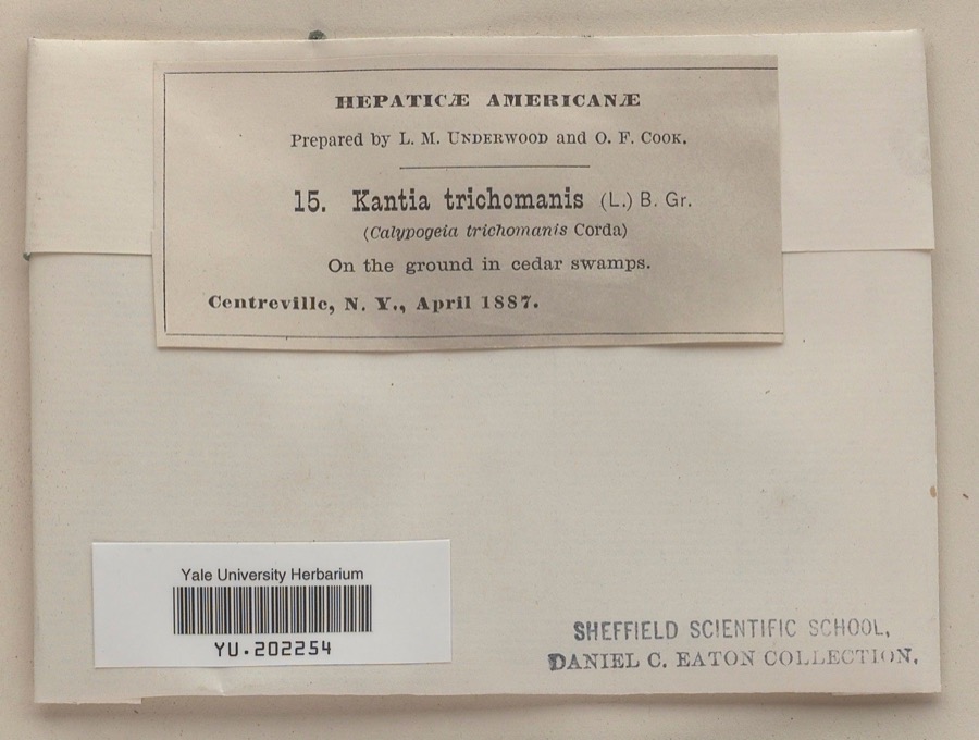Specimen of Calypogeia trichomanis (L.) Corda