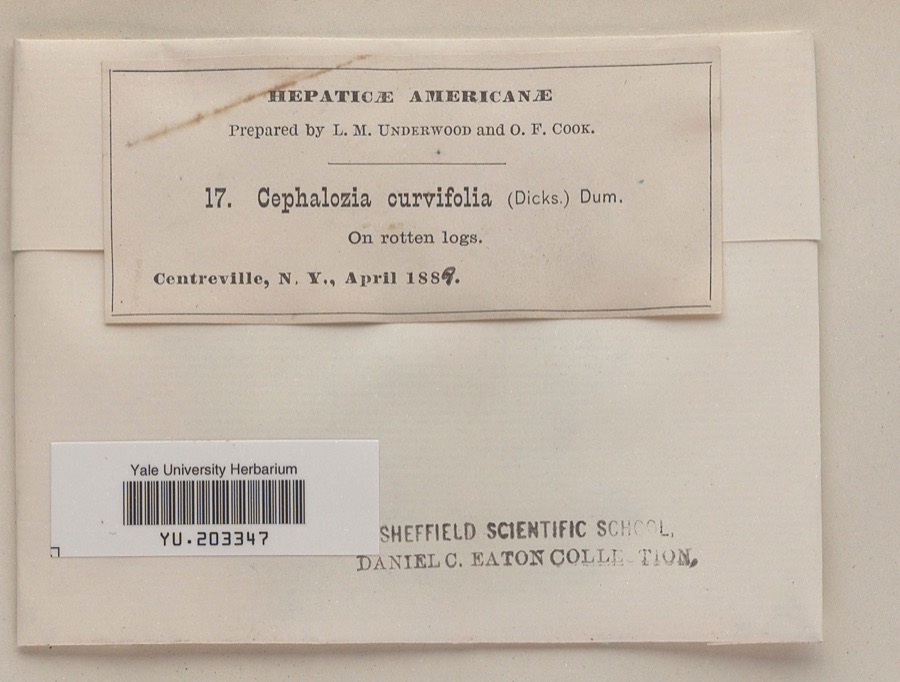 Specimen of Nowellia curvifolia (Dicks.) Mitt.