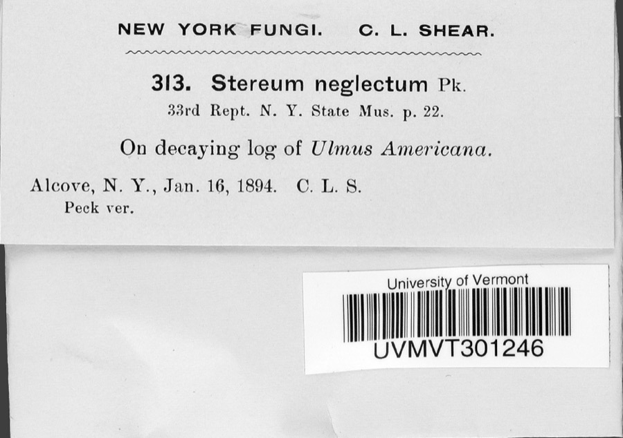 Specimen of Stereum neglectum Peck