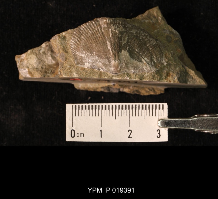 Specimen of Cyrtospirifer Nalivkin, 1924