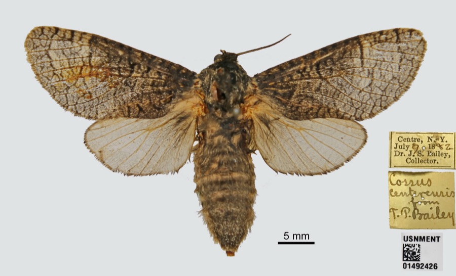 Specimen of Acossus centerensis Lintner, 1877