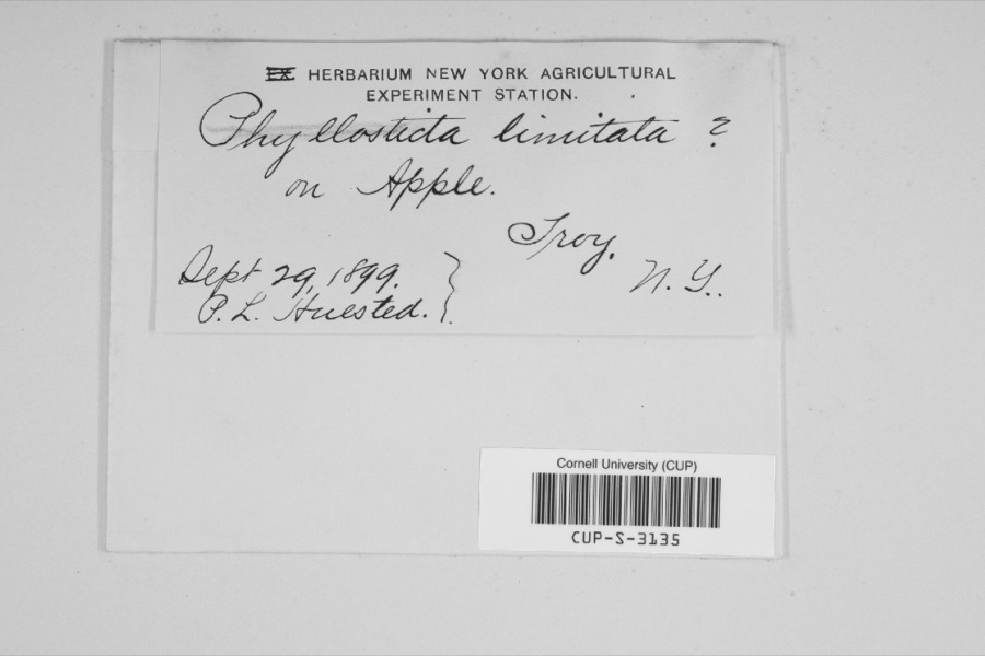Specimen of Phyllosticta limitata Peck